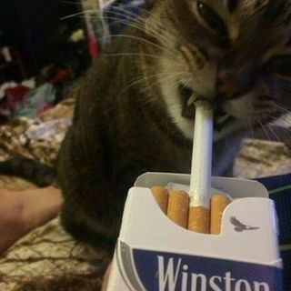 Cat with cigarette